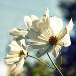 Meet your Posher, Alice